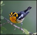 _B218402 blackburnian warbler